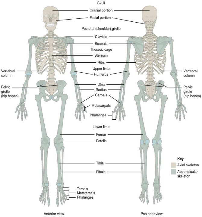 bones
