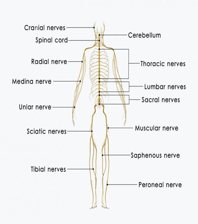 nerves